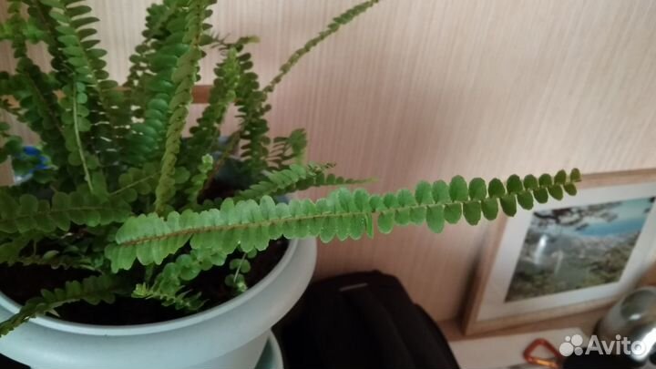 Нефролепис даффи без горшка