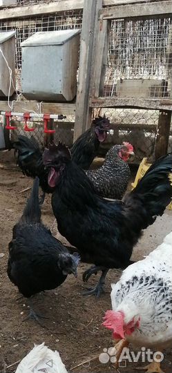 Яйцо для инкубации