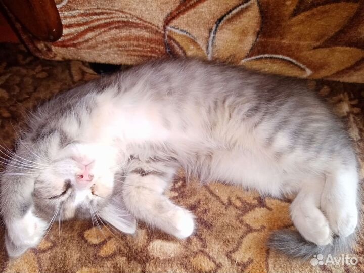 Кошка в дар бесплатно