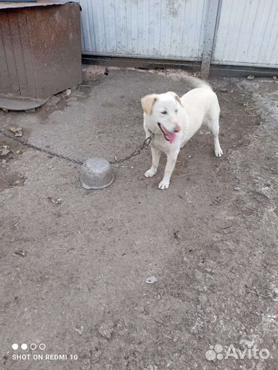 Собака в добрые руки