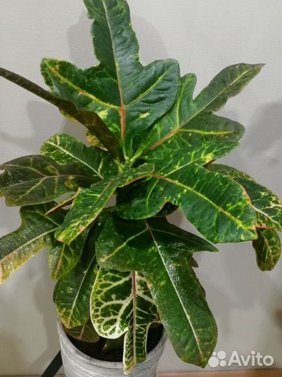 Цветы комнатные