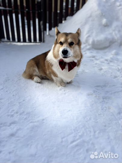 Жених из Голандии ищет невесту