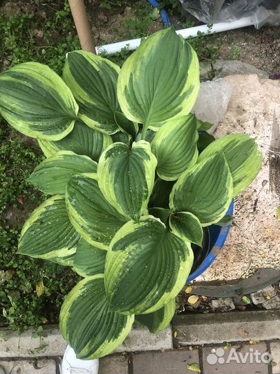 Редкие растения для сада