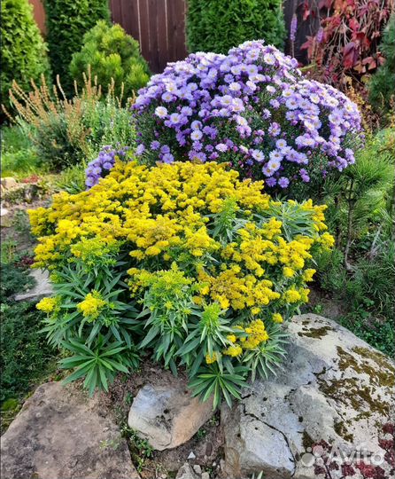 Астра, Солидаго, Очиток