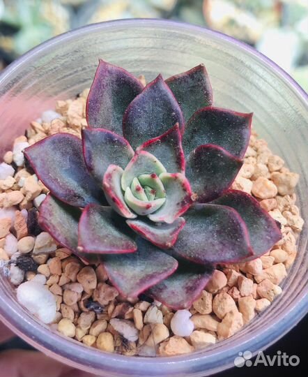 Эхеверия -Echeveria разные сорта