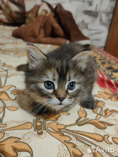 Отдам котенка в добрые руки