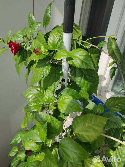 Гибискус китайская роза и абитулон