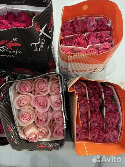 Эквадорские розы