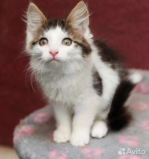 Пушистый котенок девочка