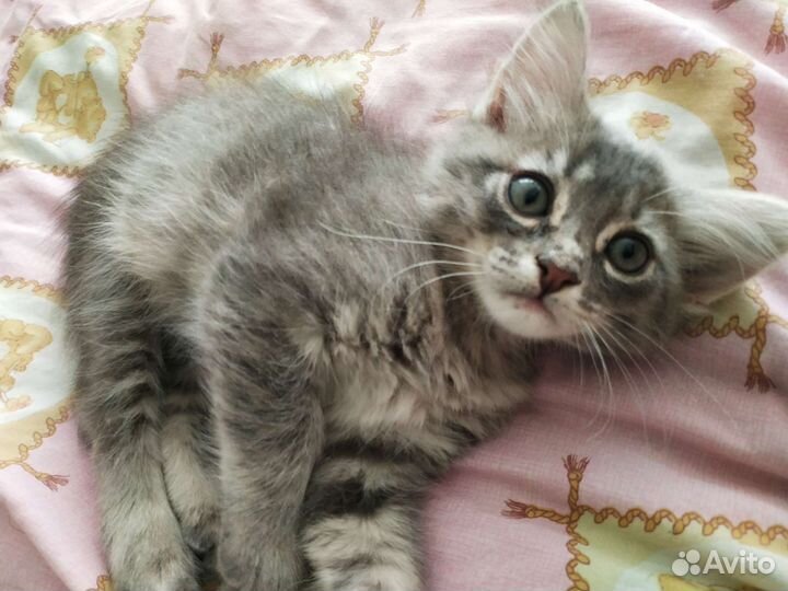 Котейка только в добрые руки