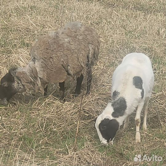Овцы Козлята