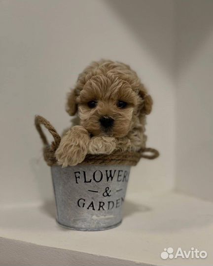 Мальтипу micro из кореи f1 эксклюзив