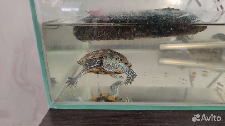 Черепашка красноухая