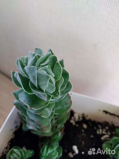 Красулла. Филодендрон биркин вайт