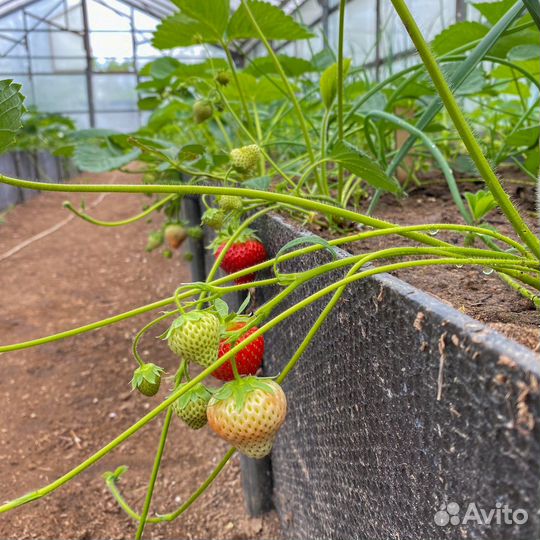 Рассада клубники (земляники садовой) 21 сорт