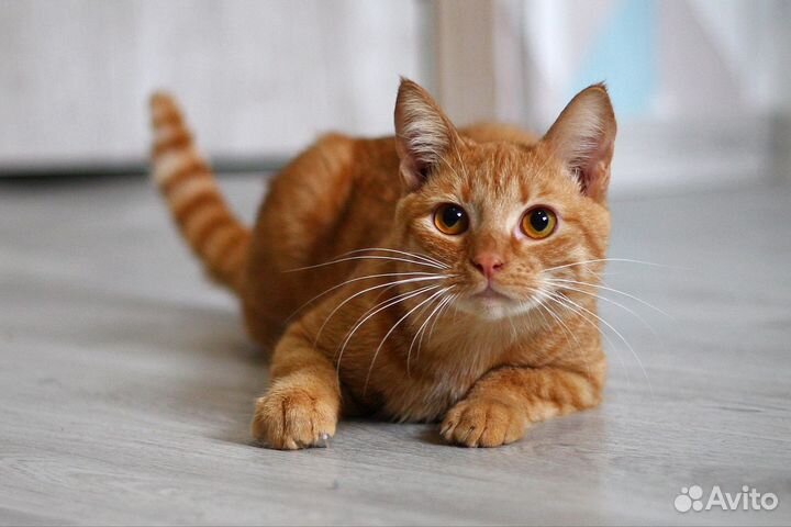 Кот ищет дом
