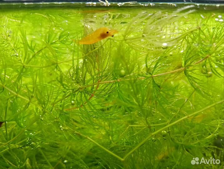 Креветки жёлтые