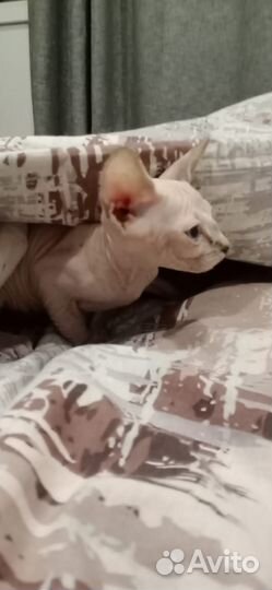 Канадский сфинкс котенок