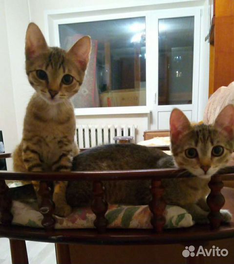 Котята, возраст 4 месяца