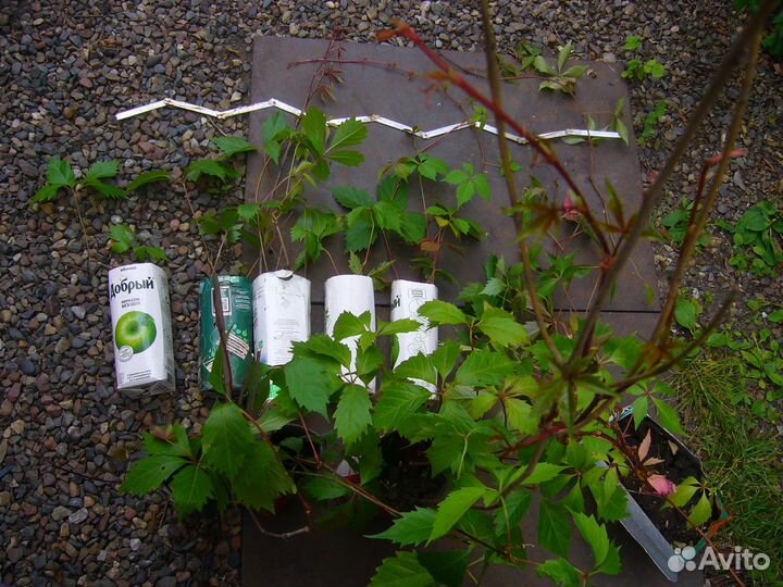 Виноград девичий