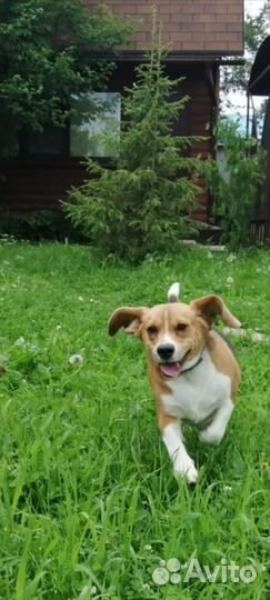 Передержка собак