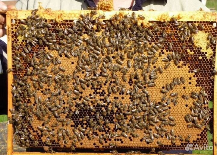 Продаю пчелосемьи