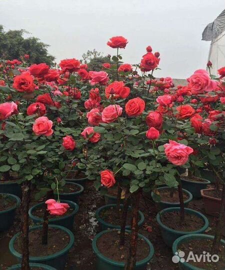 Садовые европейские розы