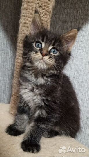 Котята мейн-кун