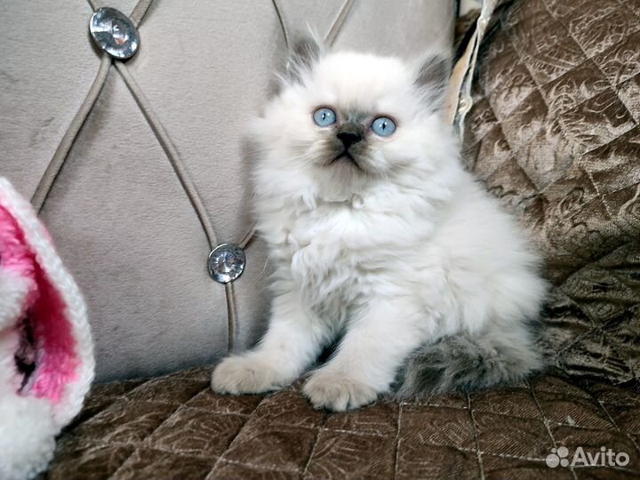 Мальчик хайленд страйт