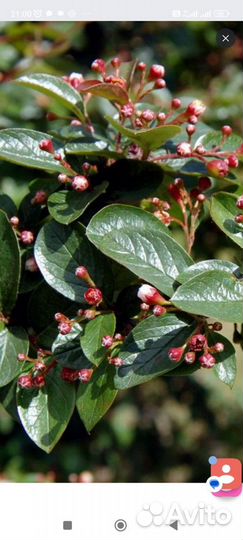 Кизильник блестящий (Cotoneaster lucidus