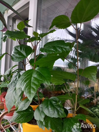 Комнатные цветы