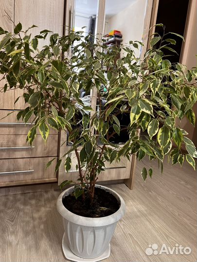 Фикус бенджамина