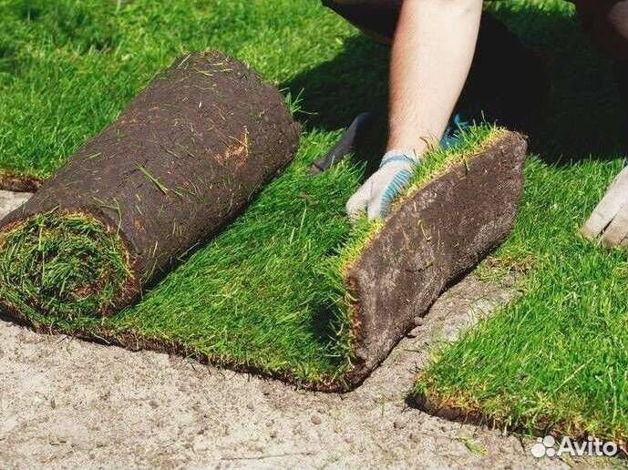 Рулонный газон Стандарт Премиум