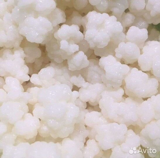 Кефирный гриб