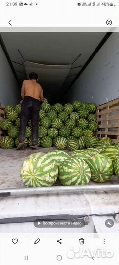 Семена арбуза 