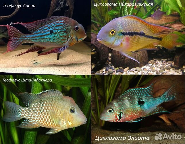 Рыбки аквариумные Цихлиды 70 видов