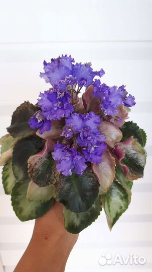 Фиалки полумини