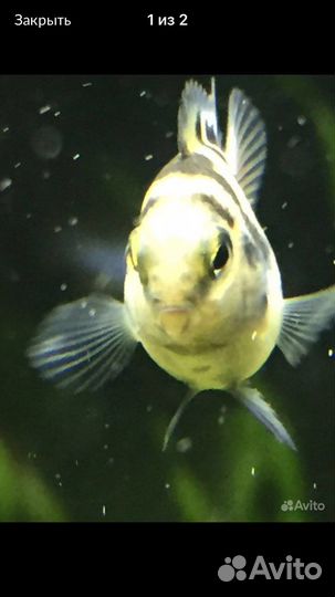 Аквариум, рыбки, растения, декорации