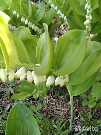 Купена аптечная