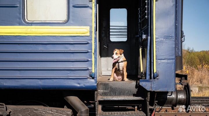 Услуги ветеринарного врача. 24/7