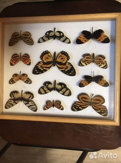 Бабочки в рамке