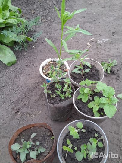 Набор из душистых трав