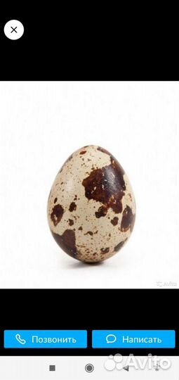 Перепела инкубационное яйцо, японский перепел