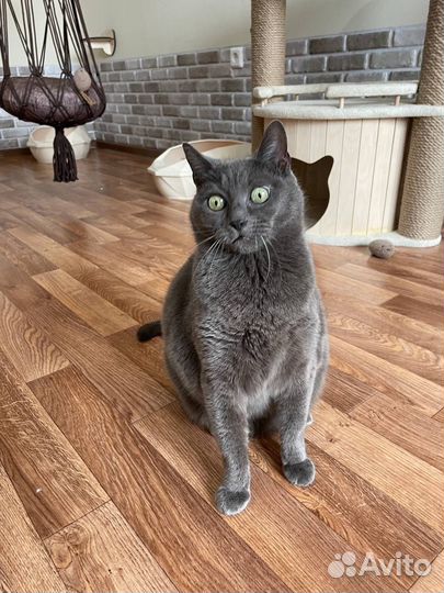 Отдается кошечка