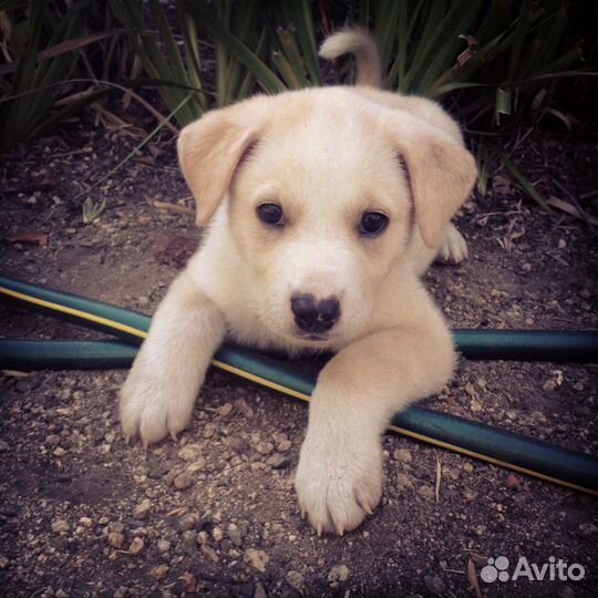 Щенок в добрые руки