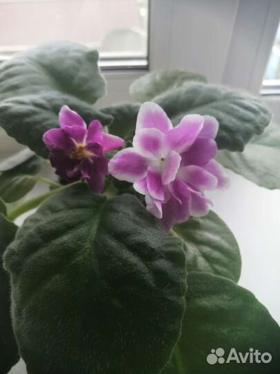 Фиалка рс Вавилон