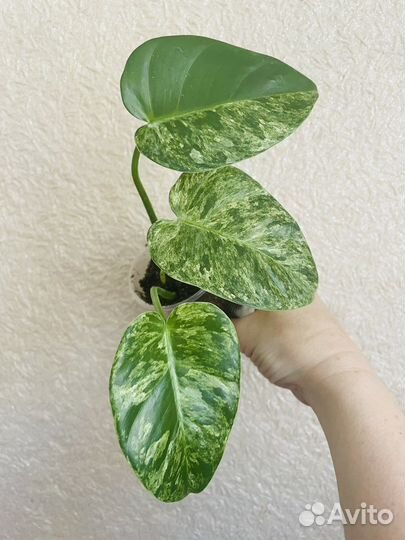 Филодендрон Гигантеум варигантный