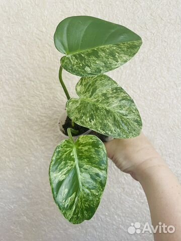 Филодендрон Гигантеум варигантный