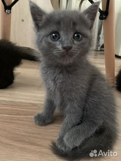 Отдам котят в хорошие руки