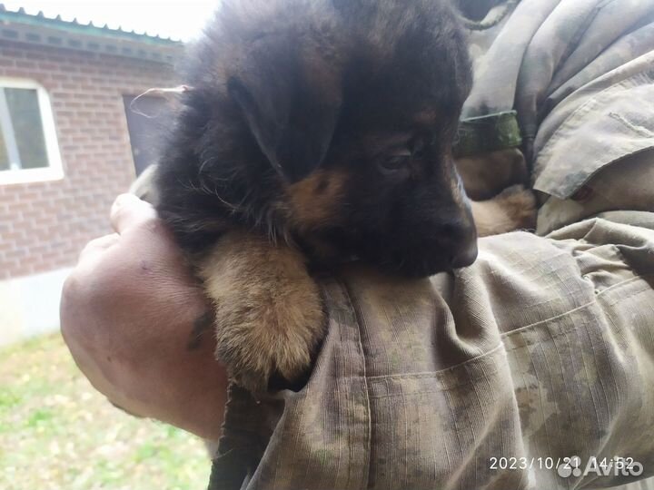 Щенки немецкой овчарки